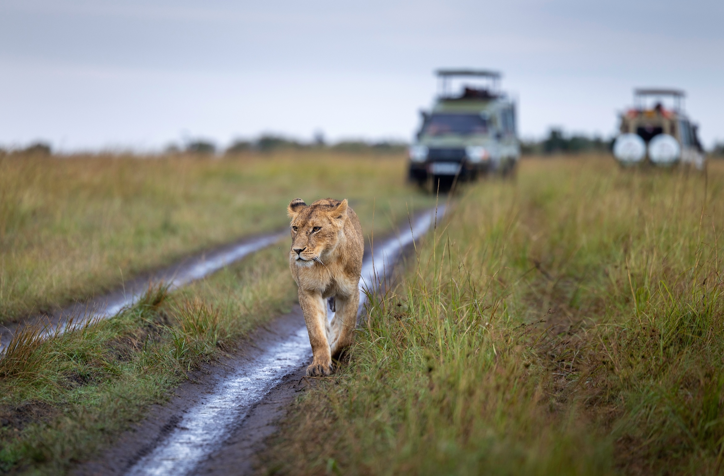 South Africa – Safari and the Art of Making